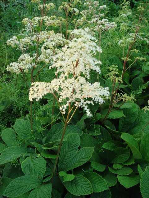 Rodgersia aesculifolia fleur